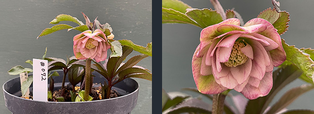 クリスマスローズネット販売～ Zoony Garden