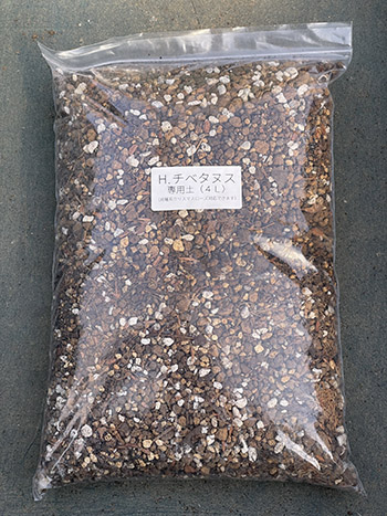 チベタヌス実生苗販売ページ～ Zoony Garden