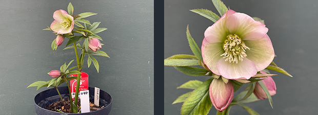 クリスマスローズネット販売～ Zoony Garden