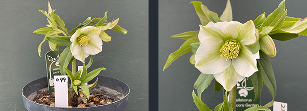 クリスマスローズネット販売～ Zoony Garden