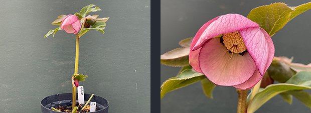 クリスマスローズネット販売～ Zoony Garden