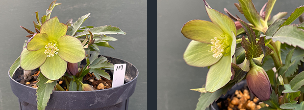 クリスマスローズネット販売～ Zoony Garden