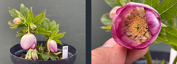 クリスマスローズネット販売～ Zoony Garden