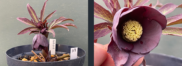 クリスマスローズネット販売～ Zoony Garden