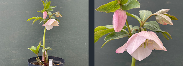 クリスマスローズネット販売～ Zoony Garden