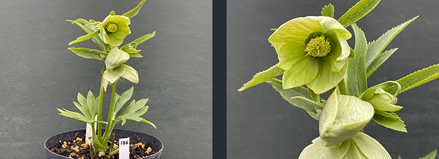 クリスマスローズネット販売～ Zoony Garden