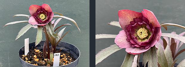 クリスマスローズネット販売～ Zoony Garden