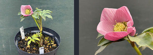 クリスマスローズネット販売～ Zoony Garden