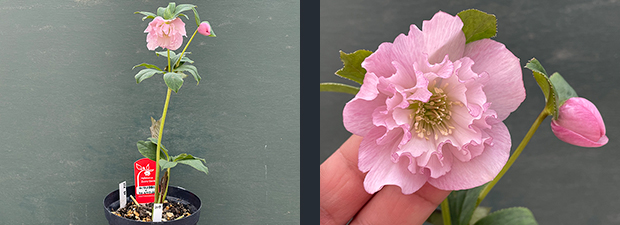 クリスマスローズネット販売～ Zoony Garden