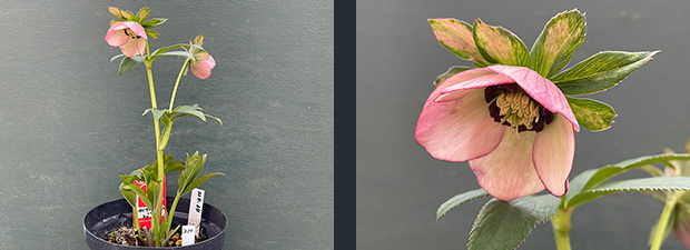 クリスマスローズネット販売～ Zoony Garden