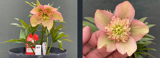 クリスマスローズネット販売～ Zoony Garden